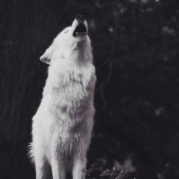 Meet your Posher, Samar - Picture 1 of 1